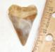 Fossilized Modern Great White Shark Tooth